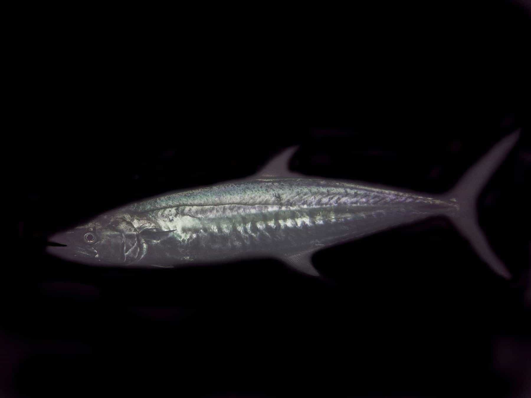 A long, silver-blue Spanish mackerel with thin vertical bars along its side