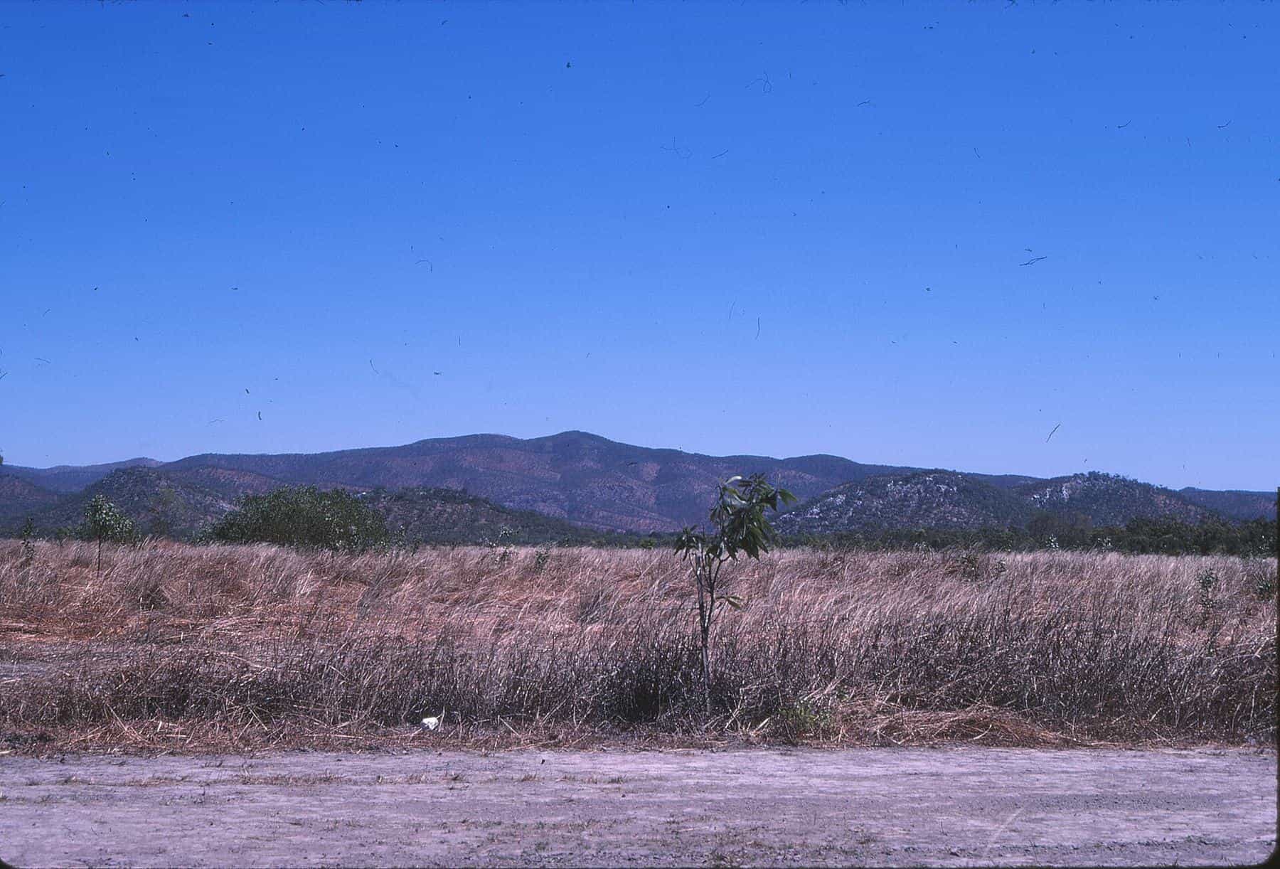 Dry grassland and scattered trees beside a road, with low blue ranges on the horizon under a clear sky