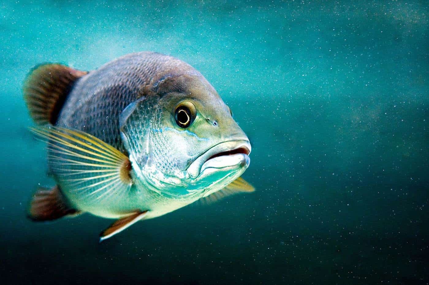 A copper-red mangrove jack with pale-edged scales held up beside a boat