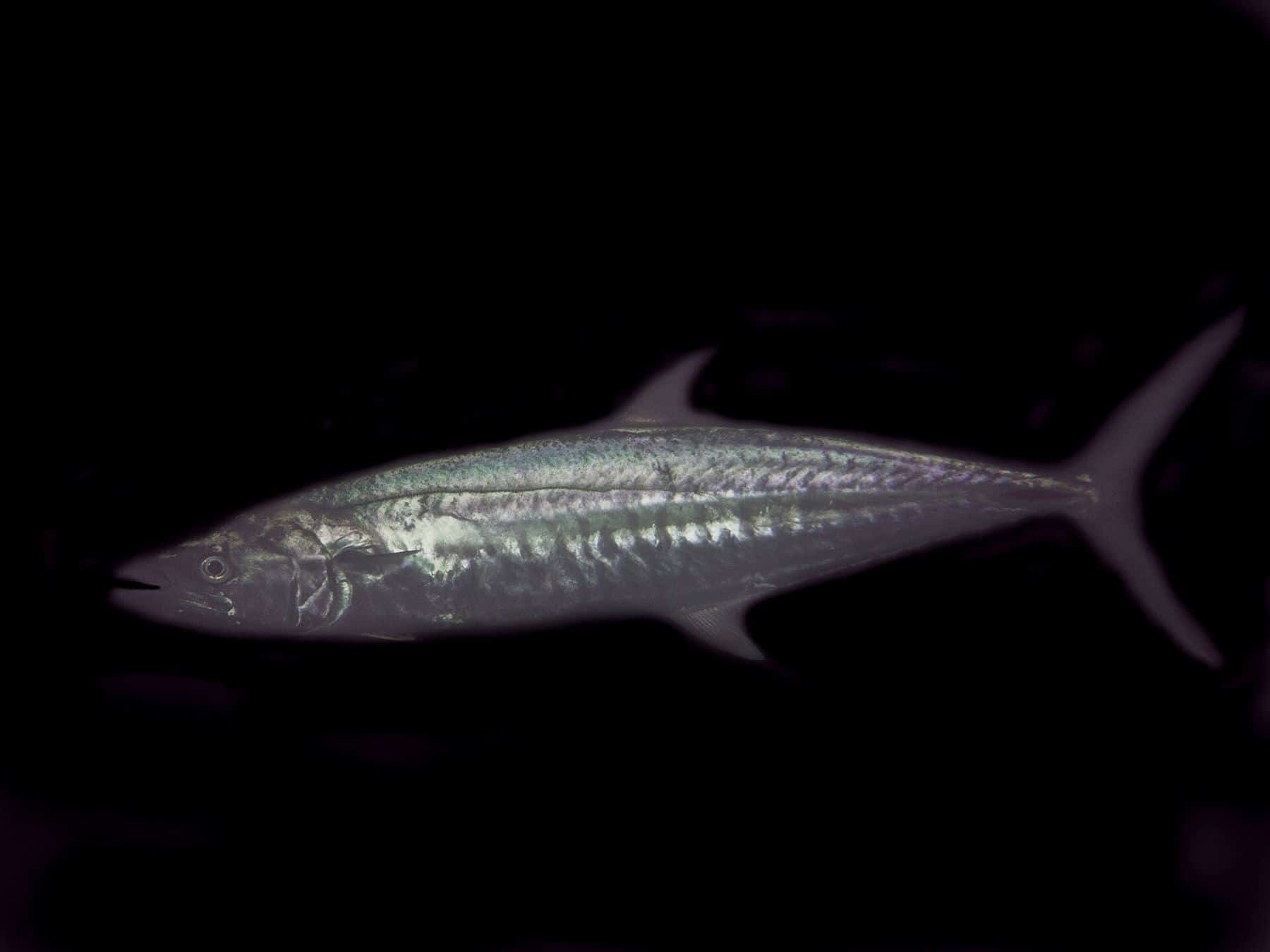 A long, silver-blue Spanish mackerel with thin vertical bars along its side