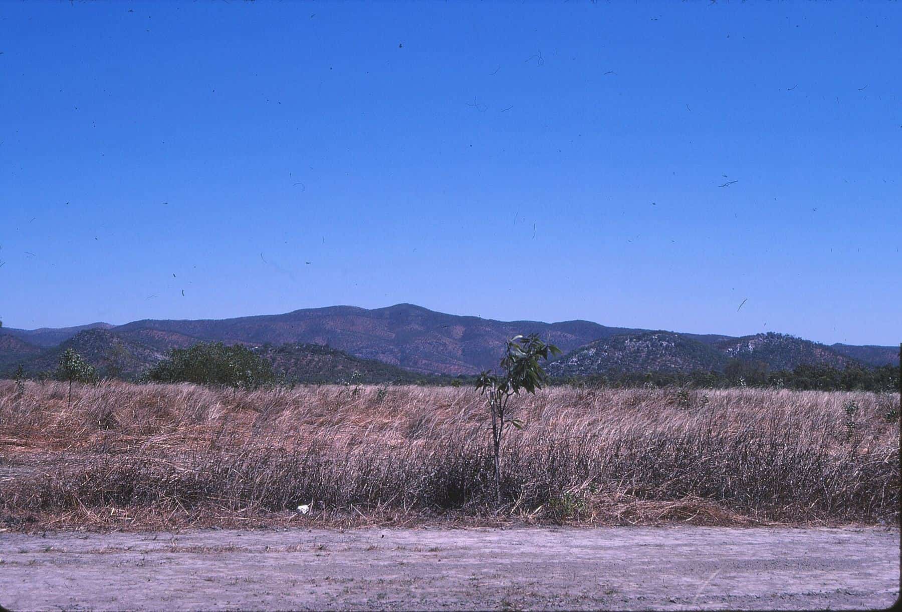 Dry grassland and scattered trees beside a road, with low blue ranges on the horizon under a clear sky