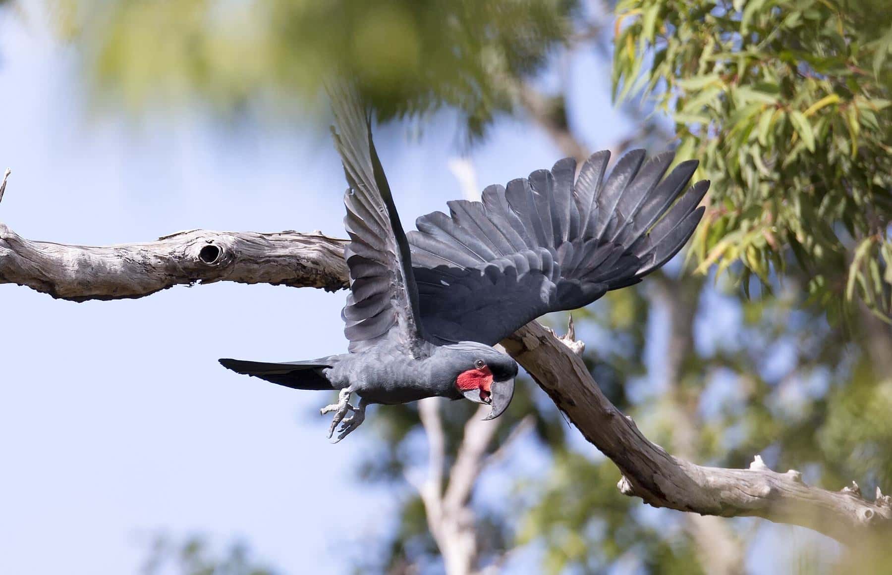 A black palm cockatoo with a red cheek patch flying between branches