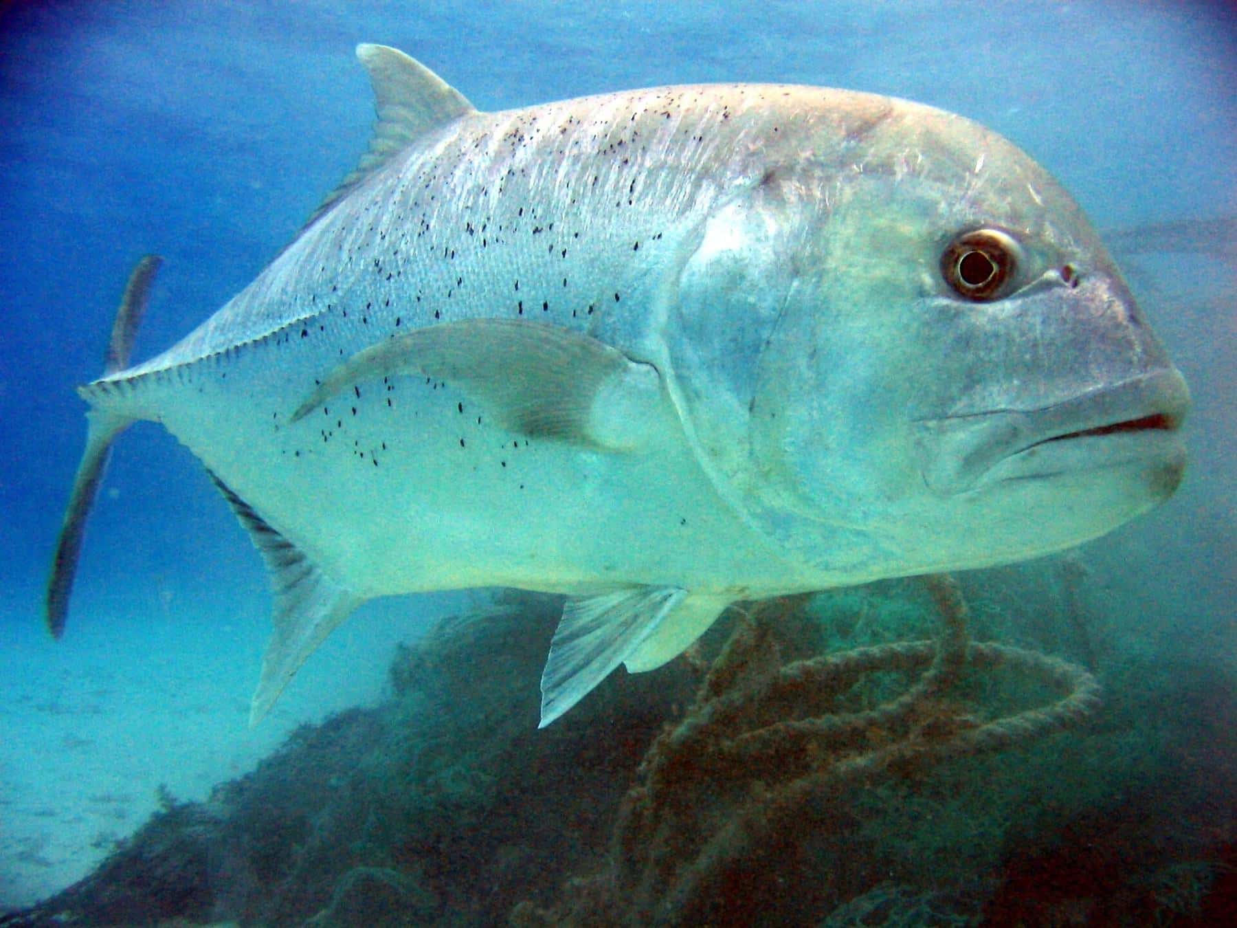 A giant trevally with a steep head profile swimming over a reef