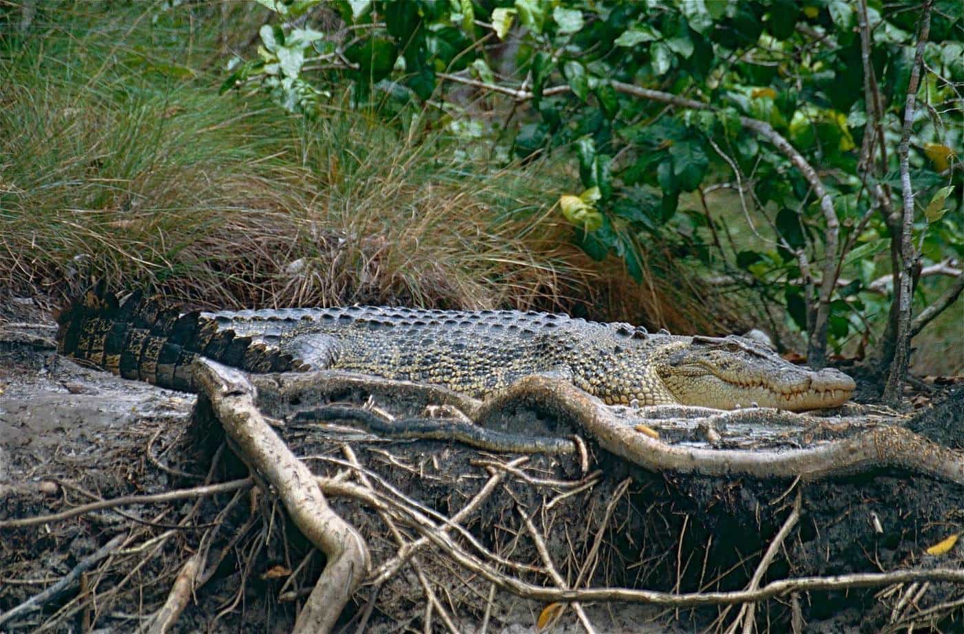 A large saltwater crocodile resting on a muddy riverbank with its jaws slightly open